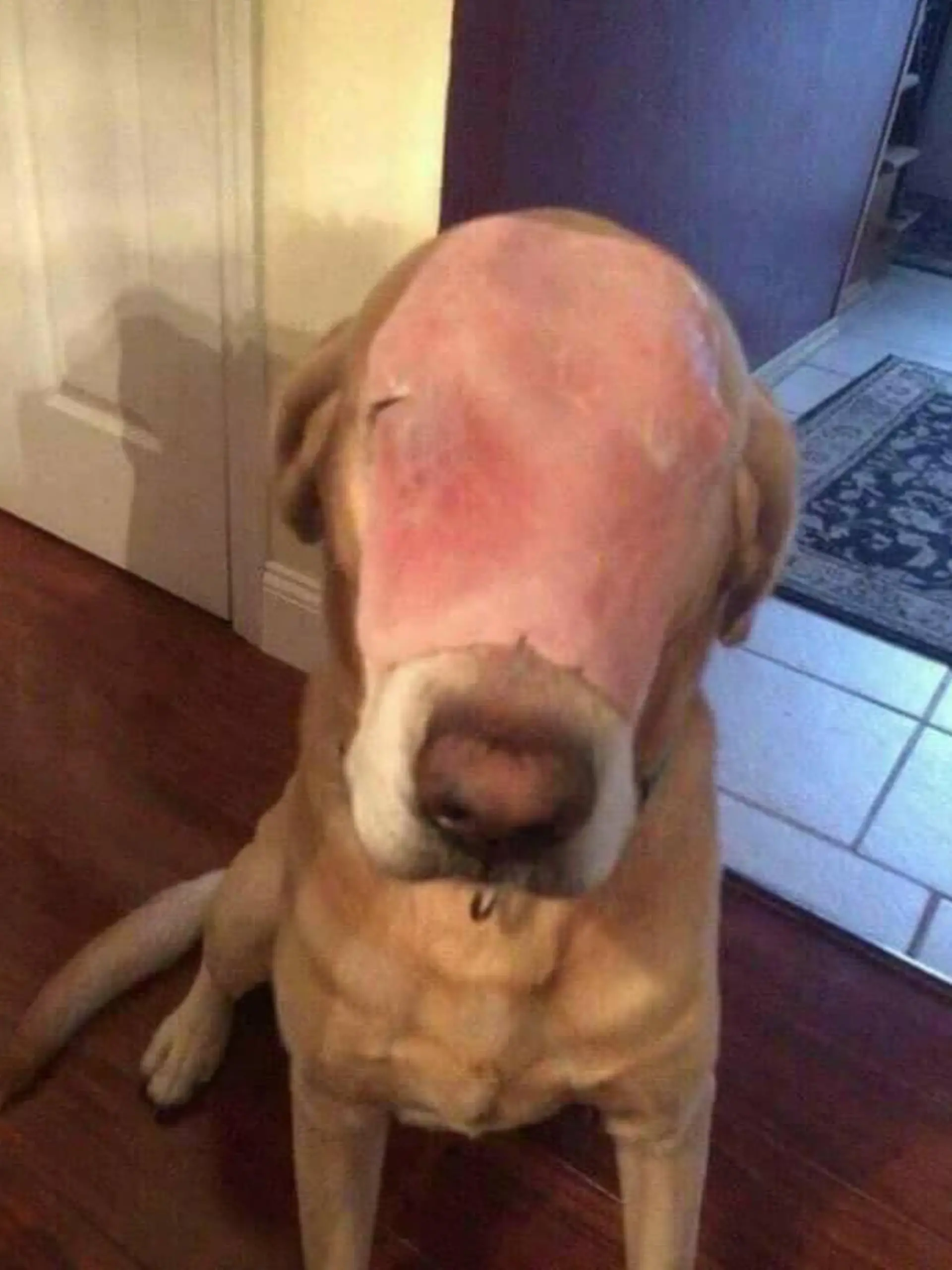 Hund mit Schinken im Gesicht
