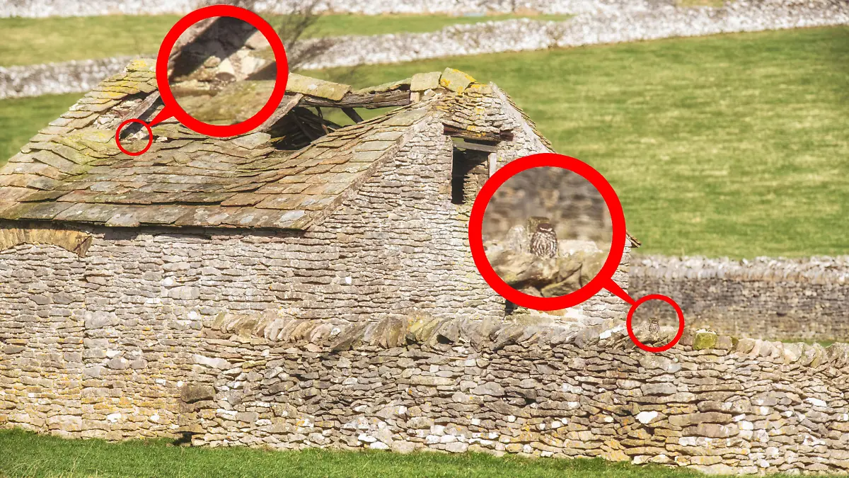 Villager Jim / CATERS NEWS (PICTURED The owls, with their hiding spots shown) Owls hiding away in plain sight near Tideswell, weren't any match for Villager Jim's keen eye.