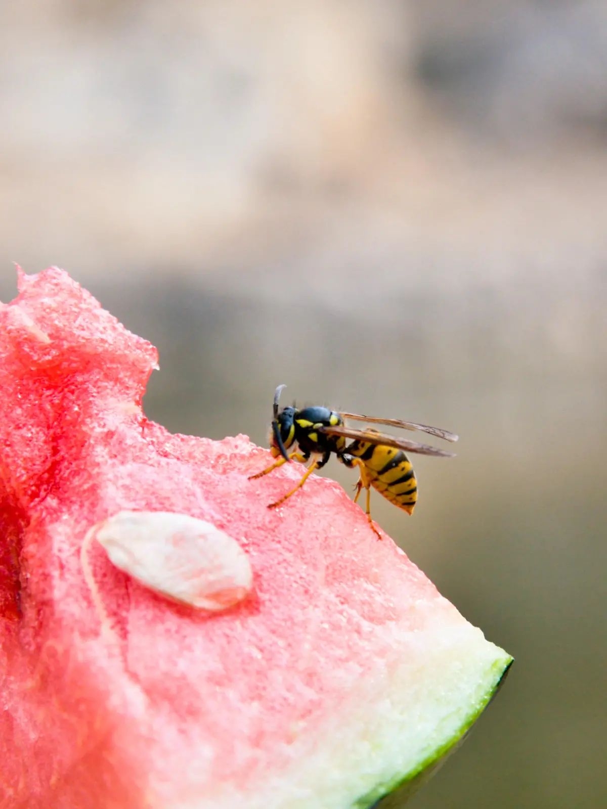 Wasp on the watermelon
