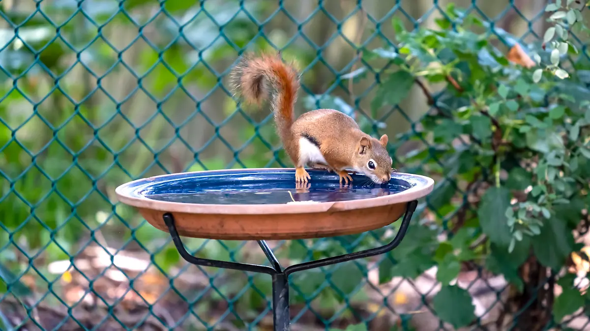 Wildtiere brauchen bei Hitze unsere Hilfe