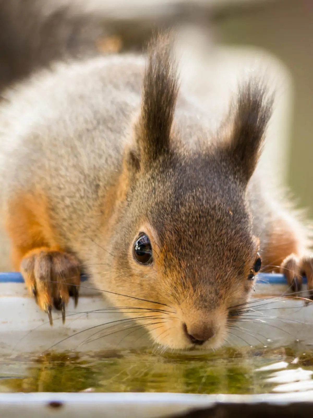 Ein Eichhörnchen trinkt an einer Tränke. Die anhaltende Trockenheit und Hitze macht Wildtieren zu schaffen, weshalb Naturschutzorganisationen dazu aufrufen, künstliche Trinkstellen einzurichten.