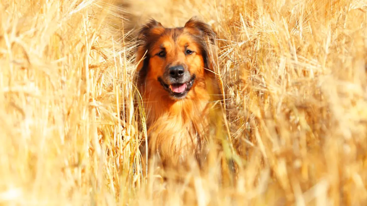 Hund im Getreidefeld