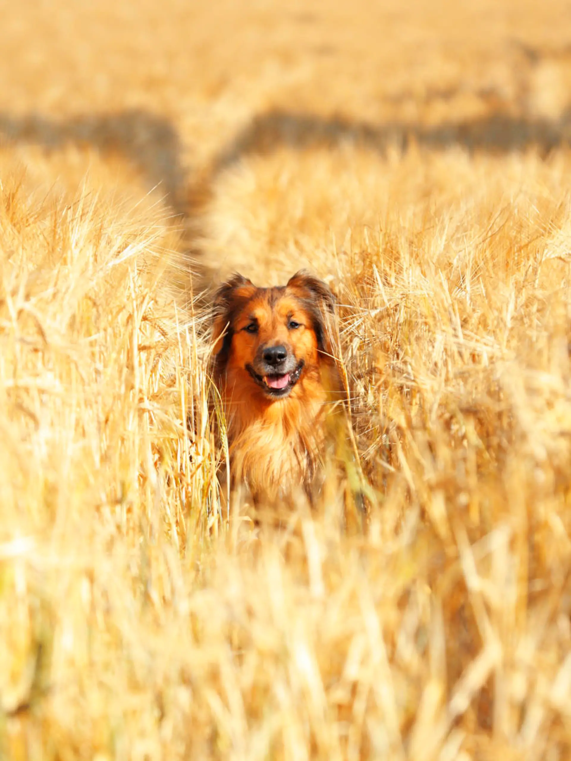 Hund im Getreidefeld