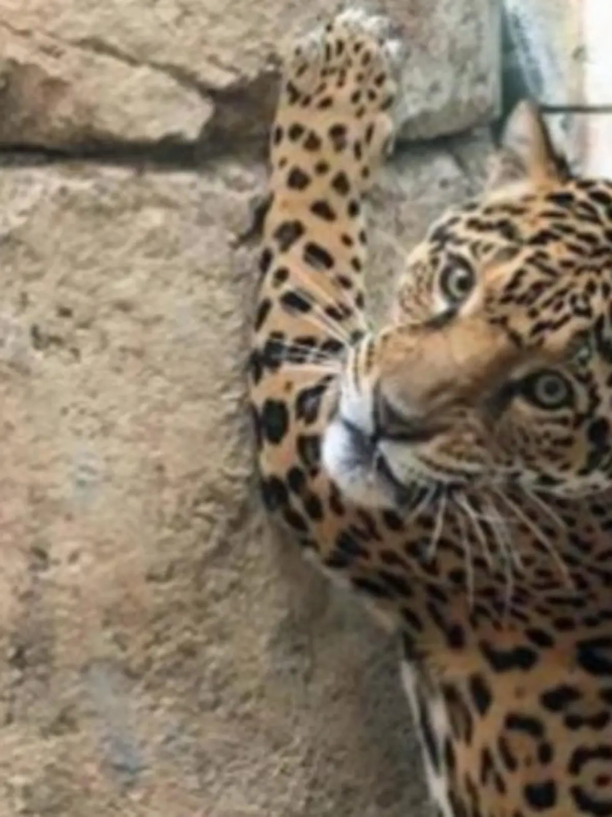 Jaguar Valerio (Foto: Audubon Zoo/Facebook)