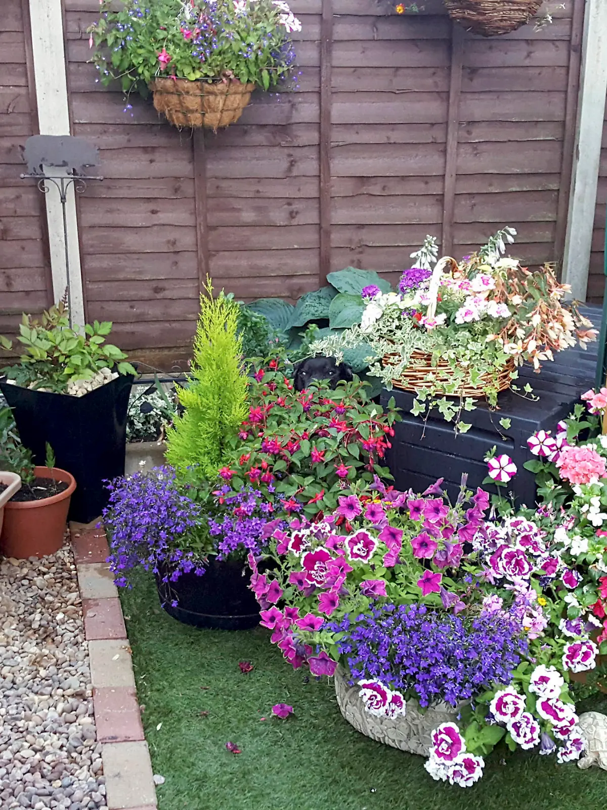 Suchbild: In diesem Garten von Mike Simcox aus Birmingham, England, versteckt sich Hund Eddie. Nur wo?