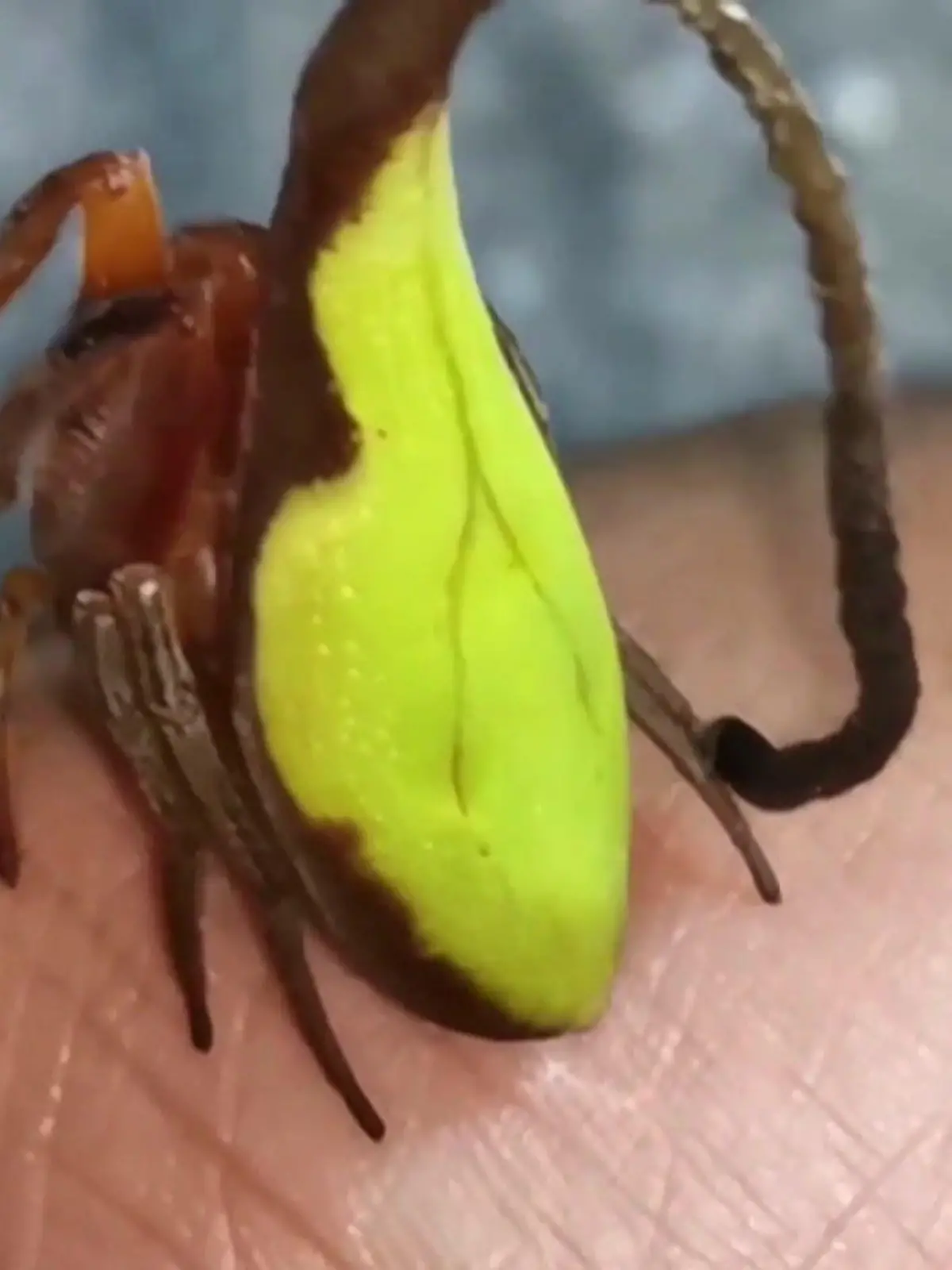 Auf den ersten Blick wirkt sie wie ein zusammengerolltes Blatt:  Diese seltene Spinnenart der Gattung Poltys hat sich die perfekte Tarnung zugelegt. 

Indem sie aussieht wie ein frisches oder verwelktes Blatt schützt sie sich vor Feinden und kann ganz leicht ihre Beute fangen. In Deutschland gibt es diese Art von Spinne aber nicht.