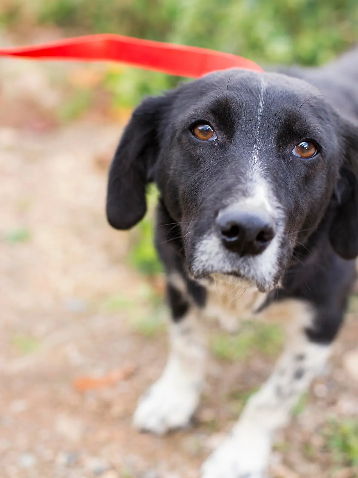Sad homeless street dog.