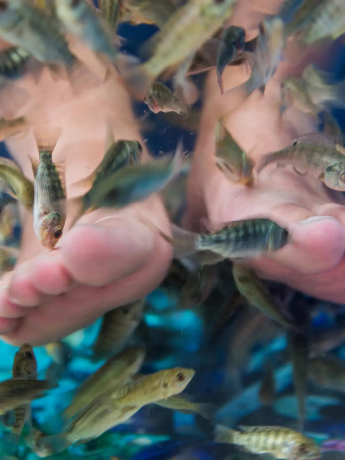 Füße im Fisch-Spa.