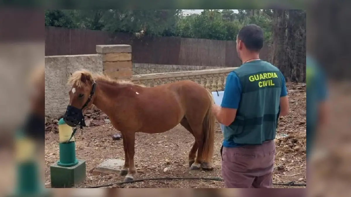 Das entführte Pony