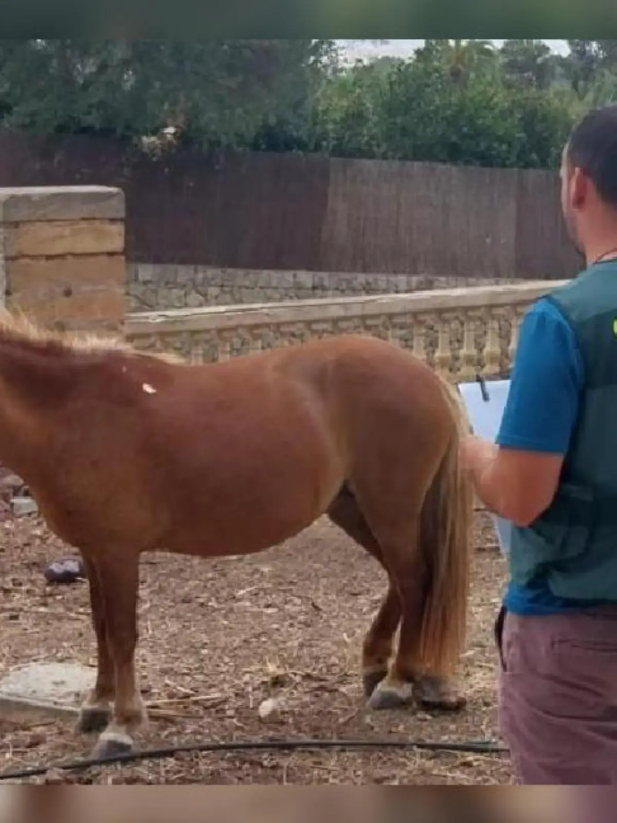 Das entführte Pony