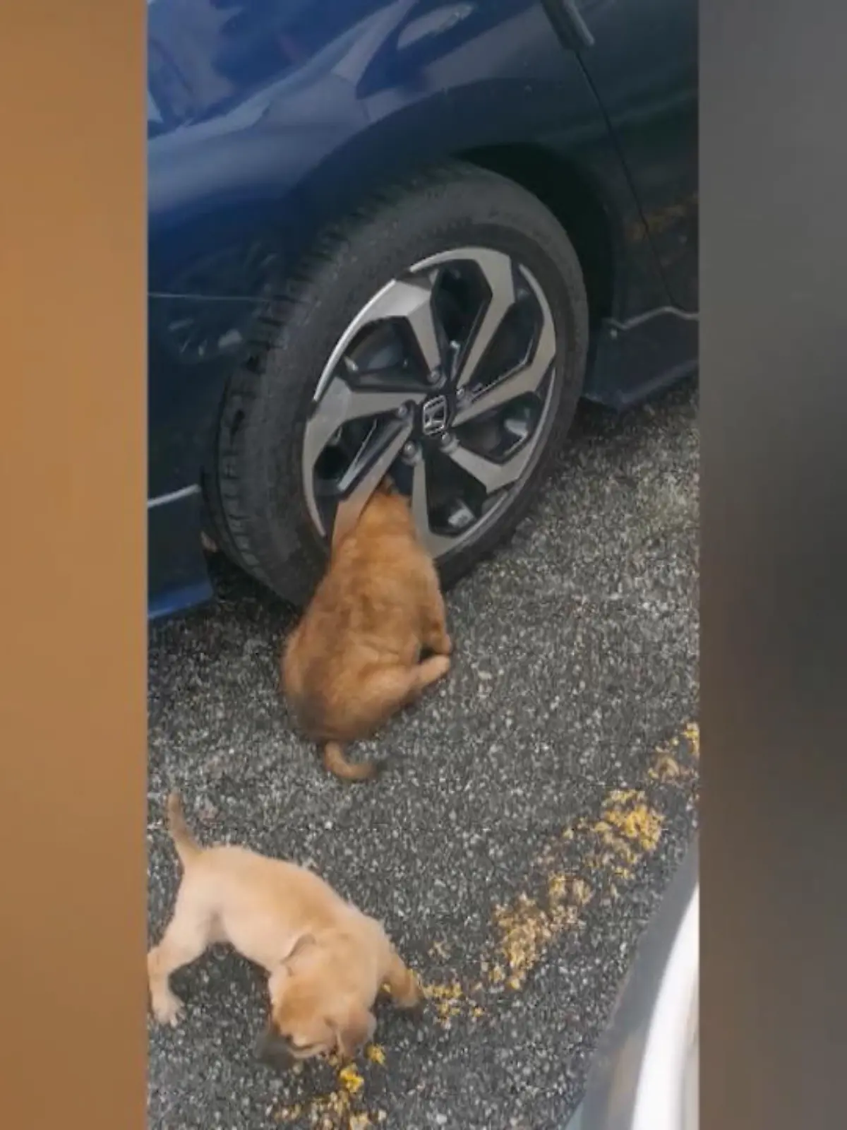 Dieser Hundewelpe hat es doch tatsächlich fertig gebracht, von einem stehenden Auto überfahren zu werden. Der Kleine Straßenhund war unterwegs in einem Hundepark - nur war der Autoreifen interessanter als seine Artgenossen. Aus eigener Kraft konnte er sich nicht befreien, weshalb nachgeholfen werden musste.