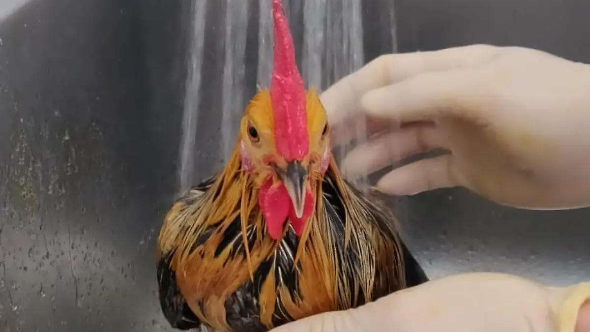 Tierquälerei