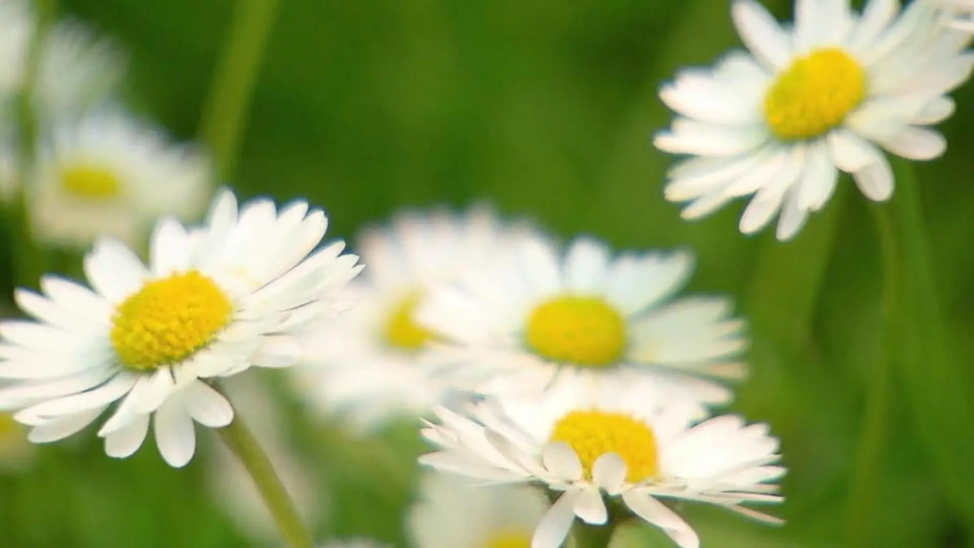 Unkraut oder doch eher Wunderkraut? Wie Gänseblümchen und Co. helfen können