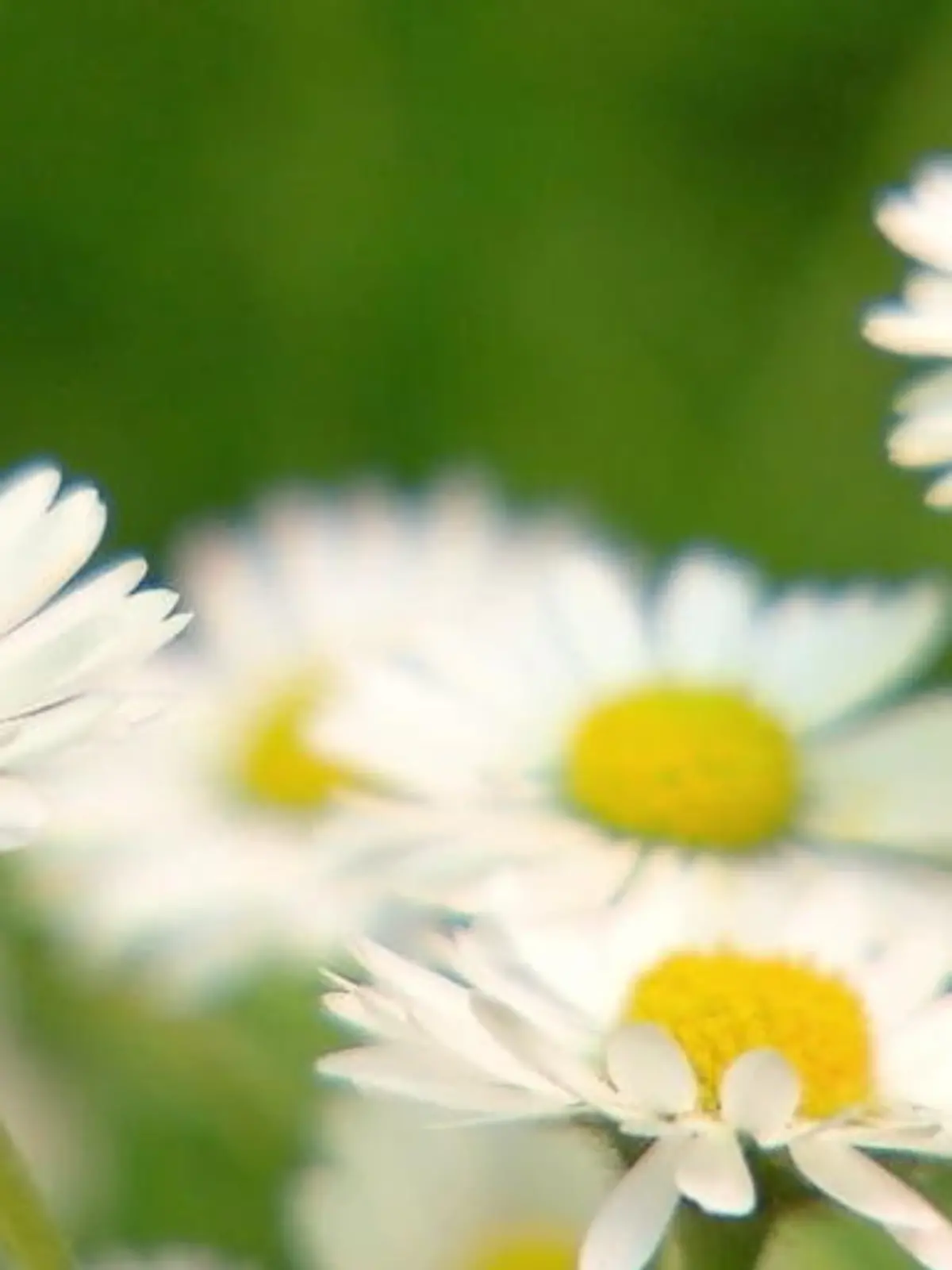 Bild zu: "Unkraut oder doch eher Wunderkraut?"