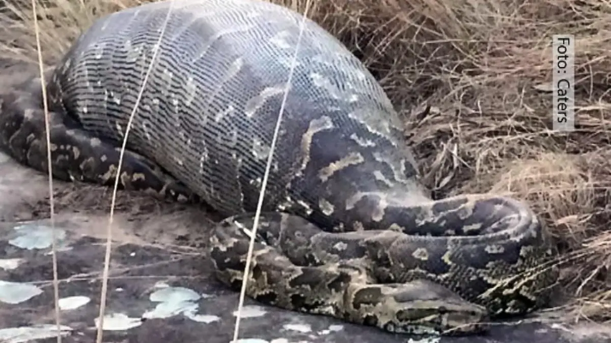 nwec 20150626 383649 pythonstachel 14