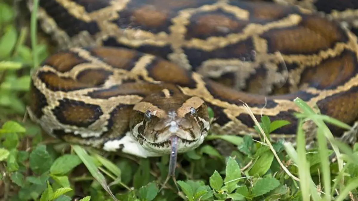 Florida authorities are celebrating a milestone in their mission to control an infestation of Burmese pythons in the Everglades. The huge apex predator is not native to the region and is "ravaging countless native species," according to reps from the South Florida Water Management District. On May 21 they celebrated the catch of the 1,000th Burmese python, after a 15 month mission. The almost 12-foot-long snake was caught by prolific python hunter Brian Hargrove, who has captured 110 of the massive snakes in the last 15 months. "Congratulations to the South Florida Water Management District, and the many hunters that have taken part in this program, on the elimination of their 1000th invasive Burmese python," said U.S. Rep. Francis Rooney, R-Naples. "The 12-foot-long python that is hanging in my office is a daily reminder of the need to eradicate this species and protect the unique ecosystem of our Everglades."
<P>
Pictured: The 1,000th Burmese python to be captured in the last 15 months in Florida, USA. An almost 12-foot-long male
<B>Ref: SPL1701978 230518 </B><BR/>
Picture by: SFWMD/Splash <BR/>
</P><P>
<B>Splash News and Pictures</B><BR/>
Los Angeles: 310-821-2666<BR/>
New York: 212-619-2666<BR/>
London: 870-934-2666<BR/>
photodesk@splashnews.com<BR/>
</P>
<P><br>
Splash News and Picture Agency does not claim any Copyright or License in the attached material. Any downloading fees charged by Splash are for Splash's services only, and do not, nor are they intended to, convey to the user any Copyright or License in the material. By publishing this material , the user expressly agrees to indemnify and to hold Splash harmless from any claims, demands, or causes of action arising out of or connected in any way with user's publication of the material.
</P>