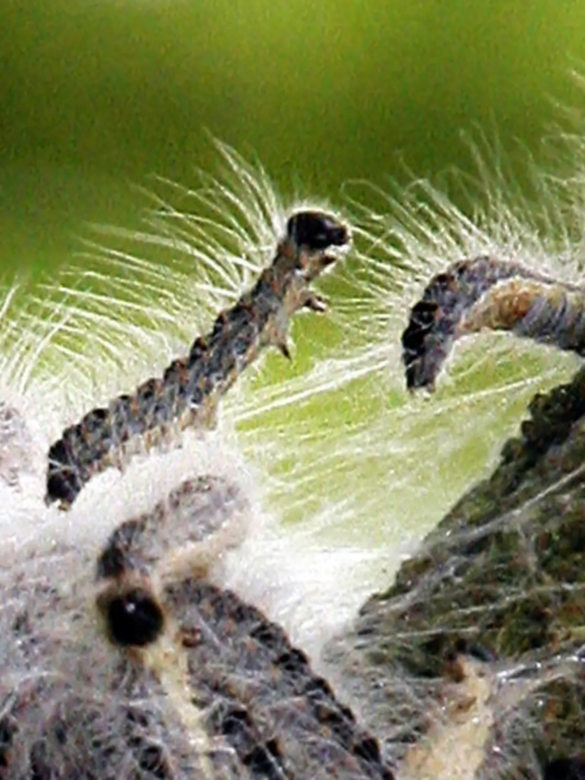 ARCHIV - Raupen des Eichenprozessionsspinners kriechen auf einem Baumstamm entlang (Archivfoto vom 31.05.2007). Die für den Menschen gefährliche Raupe des Eichenprozessionsspinners breitet sich nach neuen Zahlen des Julius-Kühn-Instituts (JKI) in Deutschland immer weiter aus. Insgesamt sind zehn Bundesländer betroffen, davon am stärksten Berlin. Foto: Bernd Settnik (zu dpa «Gefährlicher Eichenprozessionsspinner breitet sich rasch aus» vom 22.04.2012)  +++(c) dpa - Bildfunk+++