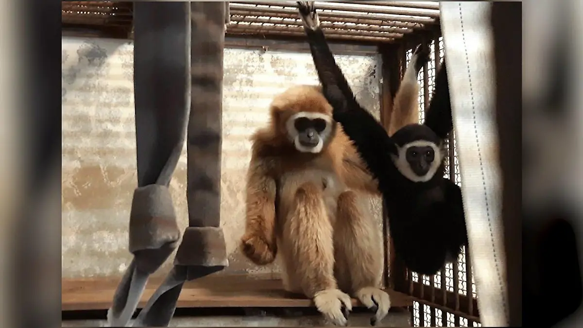 Trotz fehlender männlicher Gesellschaft ein Baby: Momo schockierte die Tierpfleger des Kujukushima Zoo von Nagasaki.