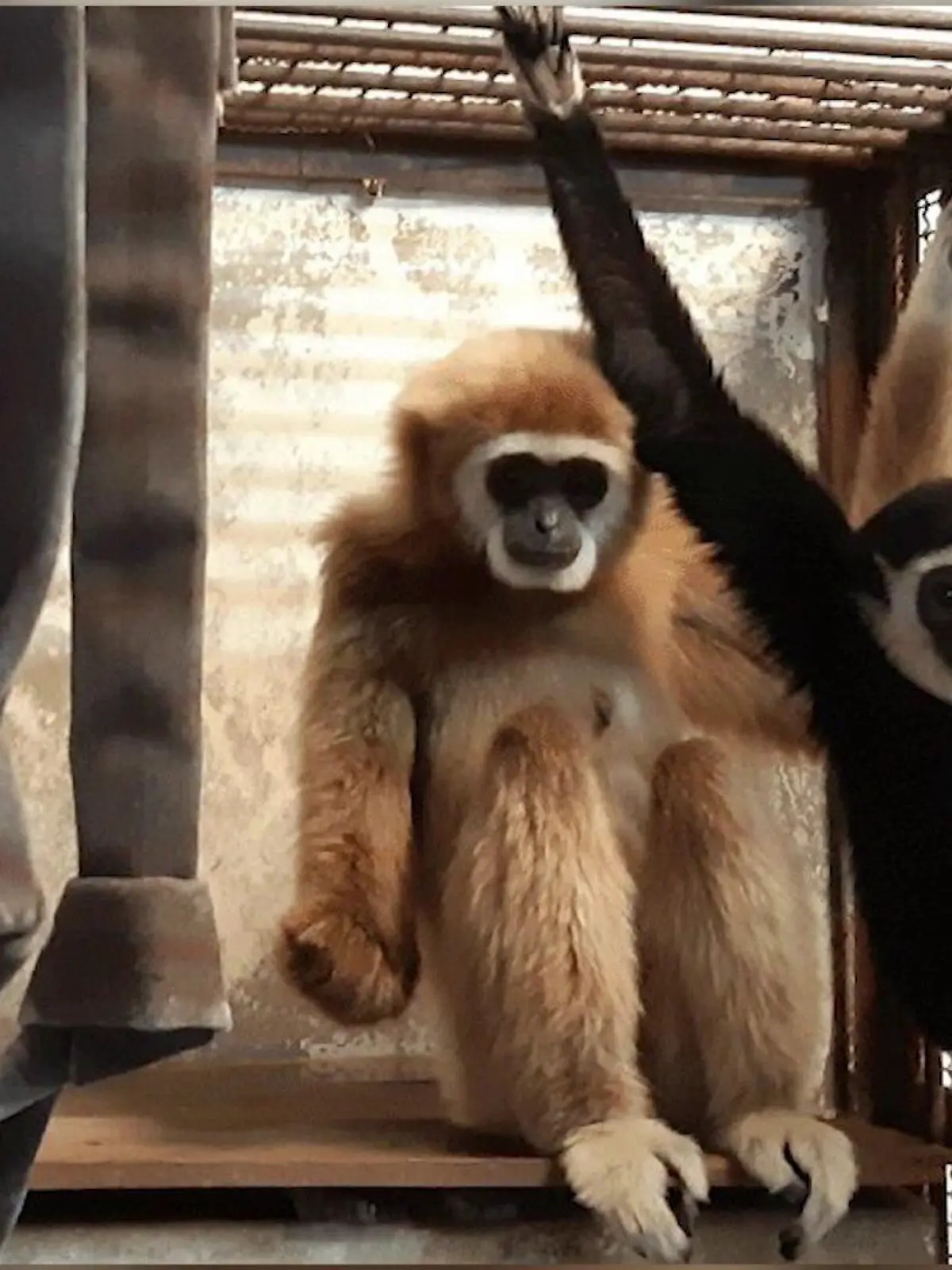 Trotz fehlender männlicher Gesellschaft ein Baby: Momo schockierte die Tierpfleger des Kujukushima Zoo von Nagasaki.