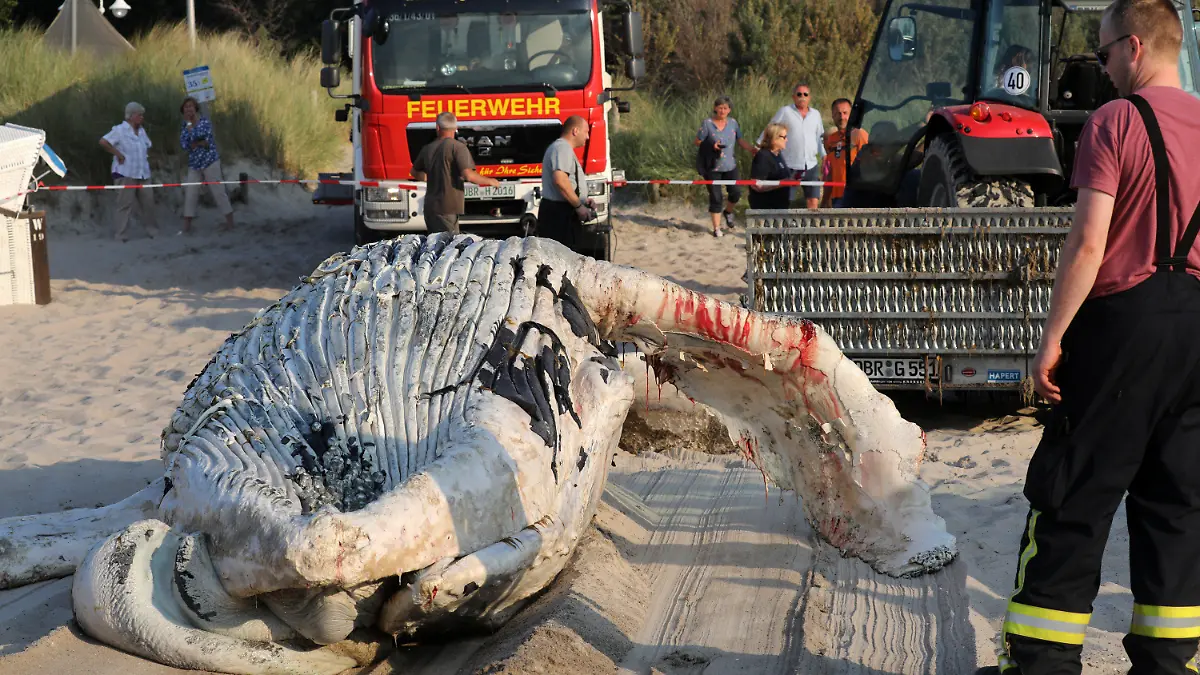 09.06.2018, Mecklenburg-Vorpommern, Graal-Müritz: Ein Wal-Kadaver wird an den Ostseestrand geschleppt und dort geborgen. Nach Auskunft von Experten des Meeresmuseums Stralsund vor Ort handelt es sich um einen etwa acht Meter langen Buckelwal, der schon längere Zeit tot in der Ostsee trieb. Foto: Bernd Wüstneck/dpa-Zentralbild/dpa +++ dpa-Bildfunk +++