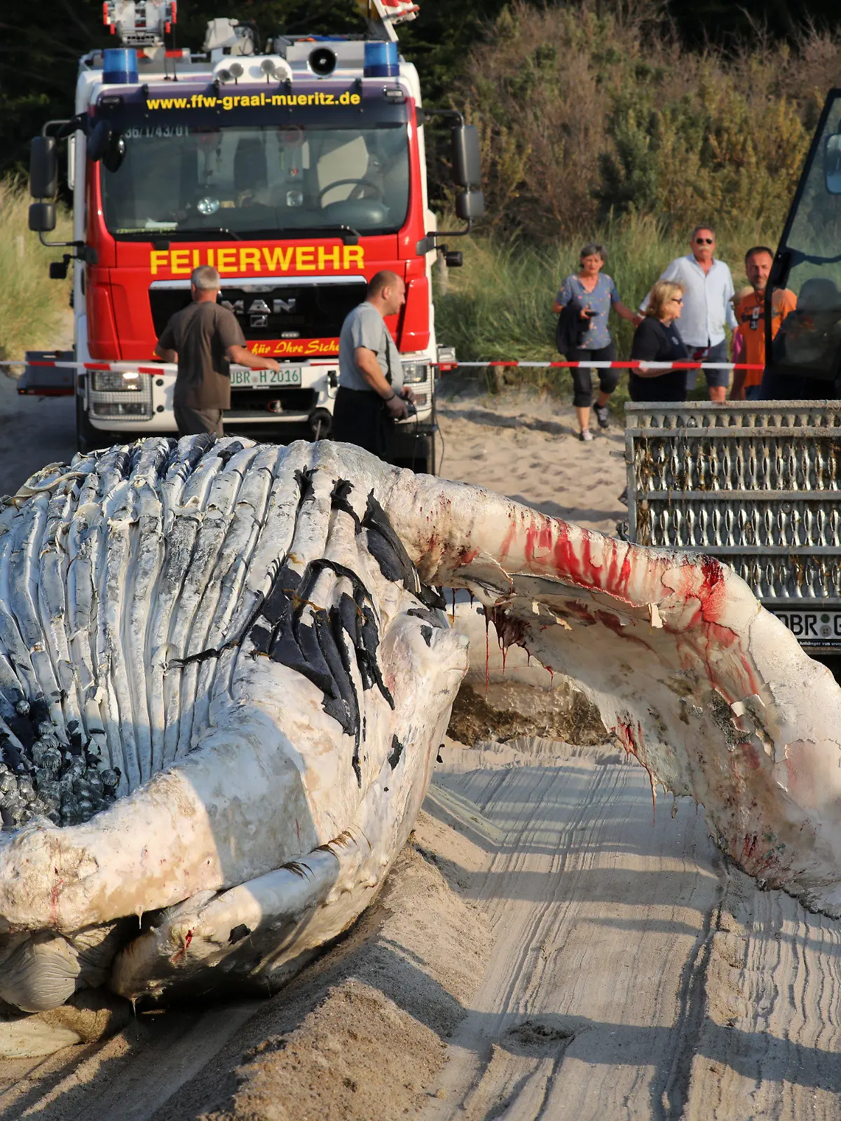 09.06.2018, Mecklenburg-Vorpommern, Graal-Müritz: Ein Wal-Kadaver wird an den Ostseestrand geschleppt und dort geborgen. Nach Auskunft von Experten des Meeresmuseums Stralsund vor Ort handelt es sich um einen etwa acht Meter langen Buckelwal, der schon längere Zeit tot in der Ostsee trieb. Foto: Bernd Wüstneck/dpa-Zentralbild/dpa +++ dpa-Bildfunk +++