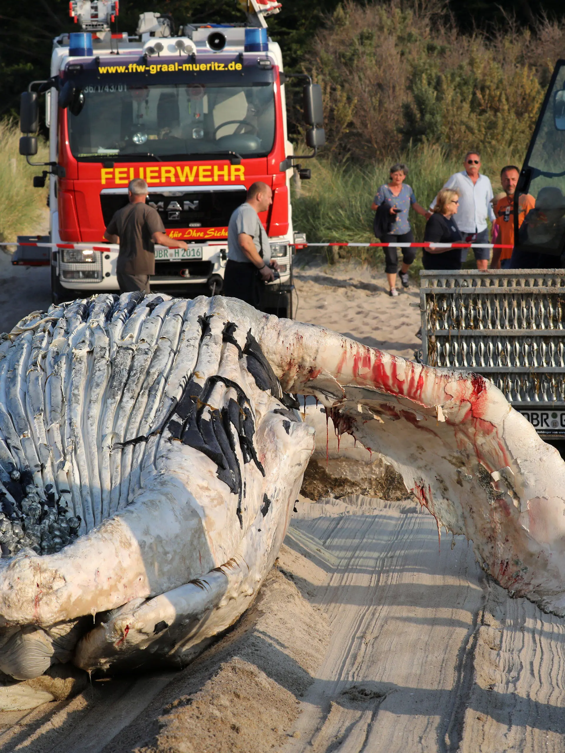 09.06.2018, Mecklenburg-Vorpommern, Graal-Müritz: Ein Wal-Kadaver wird an den Ostseestrand geschleppt und dort geborgen. Nach Auskunft von Experten des Meeresmuseums Stralsund vor Ort handelt es sich um einen etwa acht Meter langen Buckelwal, der schon längere Zeit tot in der Ostsee trieb. Foto: Bernd Wüstneck/dpa-Zentralbild/dpa +++ dpa-Bildfunk +++
