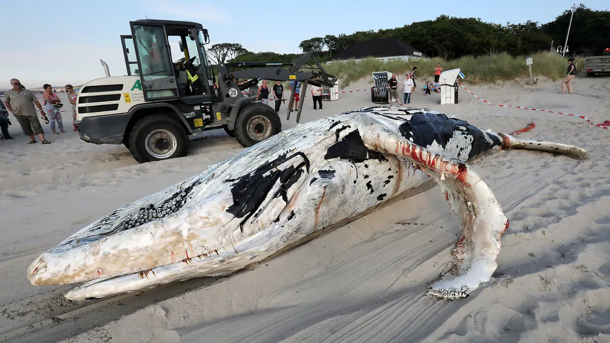 09.06.2018, Mecklenburg-Vorpommern, Graal-Müritz: Ein Wal-Kadaver wird an den Ostseestrand geschleppt und dort geborgen. Nach Auskunft von Experten des Meeresmuseums Stralsund vor Ort handelt es sich um einen etwa acht Meter langen Buckelwal, der schon längere Zeit tot in der Ostsee trieb. Foto: Bernd Wüstneck/dpa-Zentralbild/dpa +++ dpa-Bildfunk +++