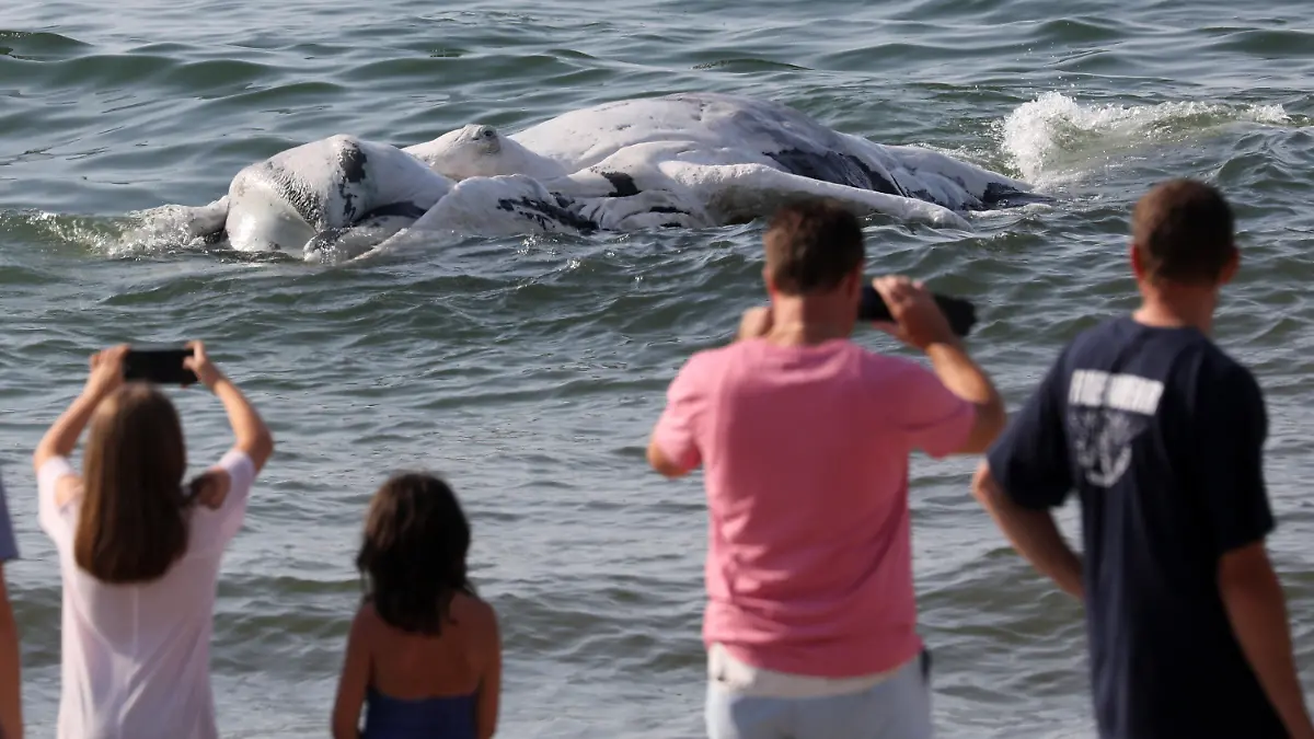 09.06.2018, Mecklenburg-Vorpommern, Graal-Müritz: Schaulustige verfolgen, wie ein Wal-Kadaver zum Ostseestrand geschleppt wird. Nach Auskunft von Experten des Meeresmuseums Stralsund vor Ort handelt es sich um einen etwa acht Meter langen Buckelwal, der schon längere Zeit tot in der Ostsee trieb. Foto: Bernd Wüstneck/dpa-Zentralbild/dpa +++ dpa-Bildfunk +++