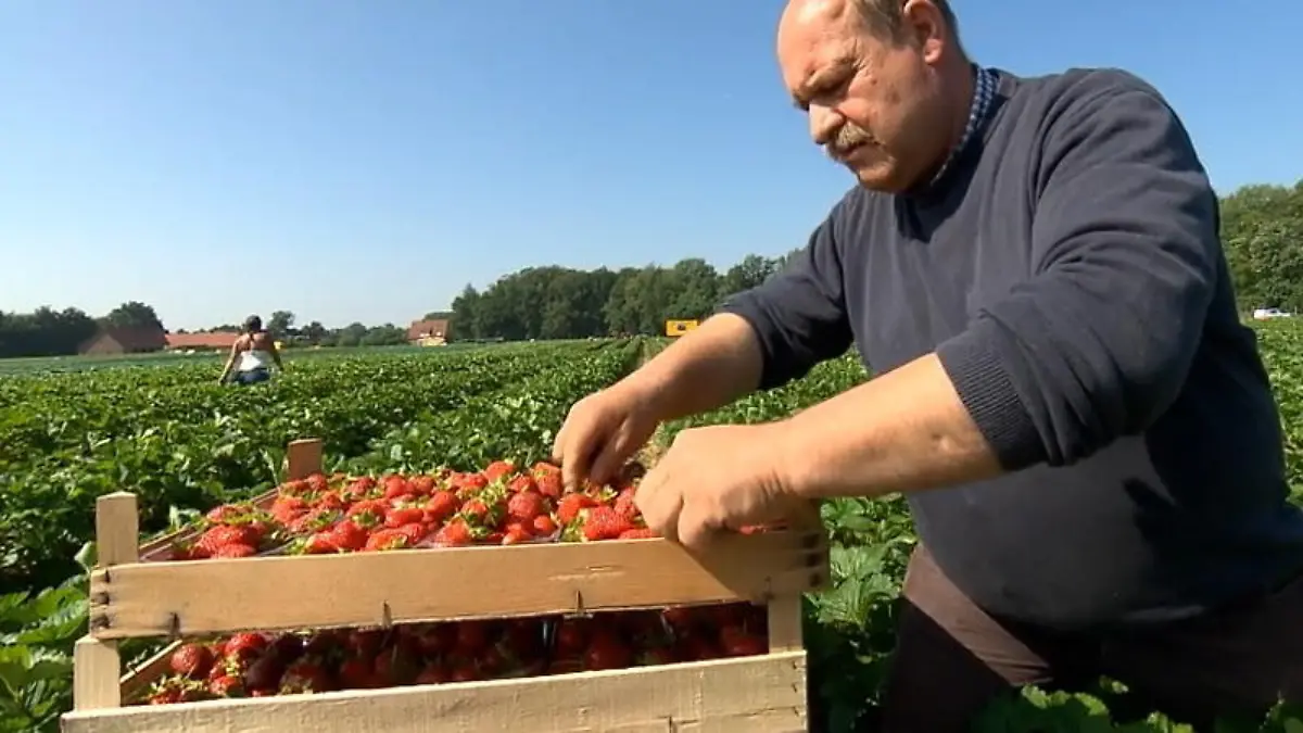 Darum vergammeln in dieser Saison so viele Erdbeeren! Obstbauern schlagen Alarm