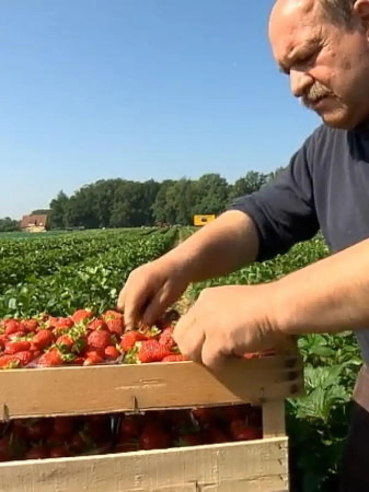 Bild zu: "Darum vergammeln in dieser Saison so viele Erdbeeren!"
