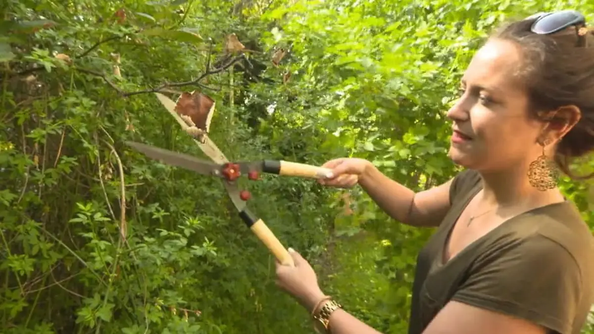 Hecke schneiden, Wespen töten: Das kann teuer werden! Die fünf schrägsten Sommergesetze