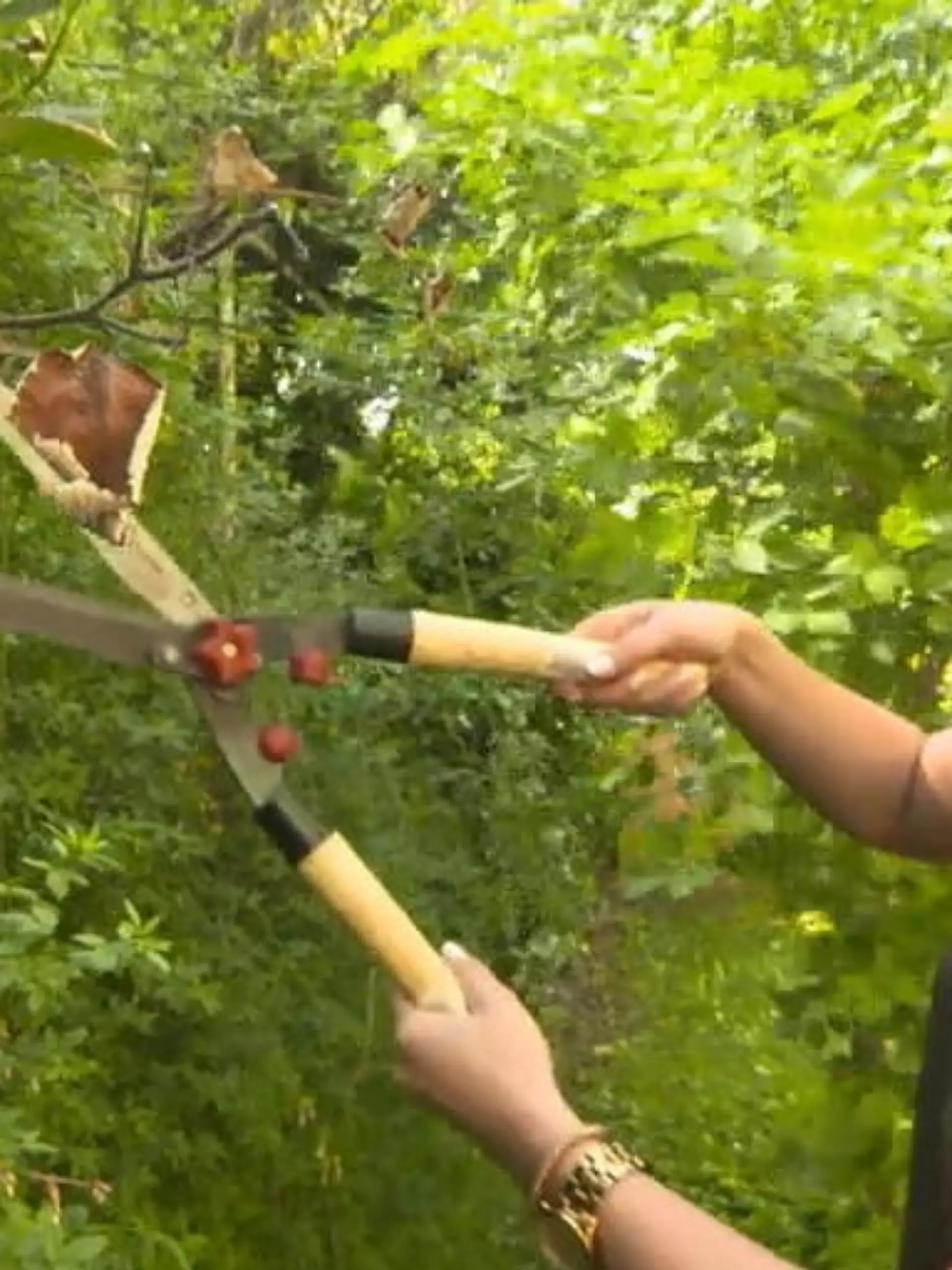 Bild zu: "Hecke schneiden, Wespen töten: Das kann teuer werden!"