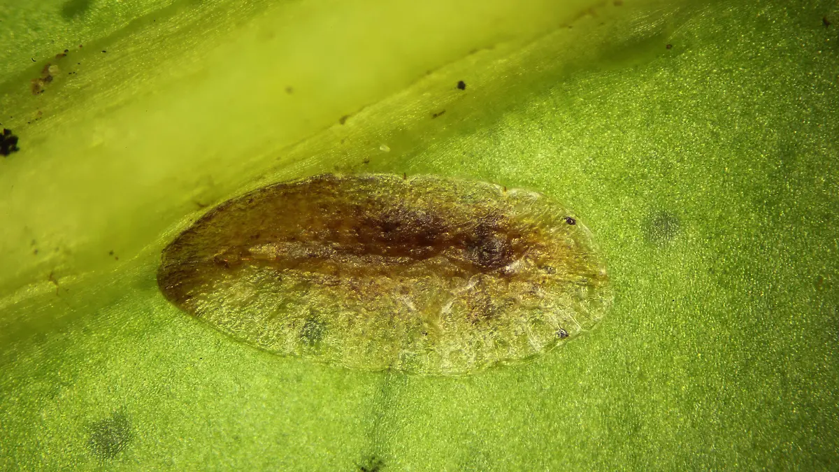Schildlaus, Schild-Laus , (Coccoidea), Schildlaus an einer Pflanze | scale insect (Coccoidea), scale insect at a plant