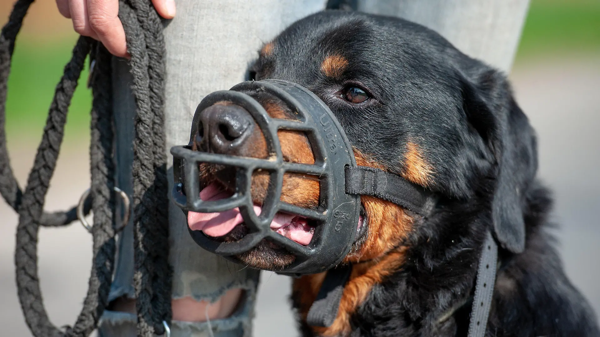 23.04.2018, Niedersachsen, Bispingen: Der Rottweiler Apollo aus der«Hellhound Foundation» trägt einen Maulkorb. In der «Hellhound Foundation» werden verhaltensauffällige Hunde betreut und trainiert. (zu dpa "Tiertrainerin mit besonderem Händchen für «Höllenhunde»" vom 27.05.2018) Foto: Philipp Schulze/dpa +++ dpa-Bildfunk +++