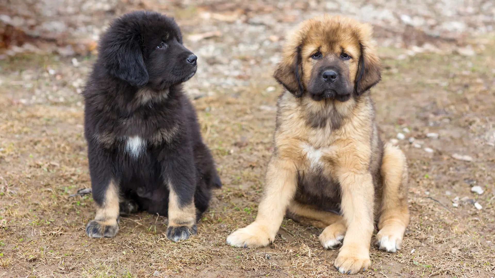 Das sind zwei tibetanische Baby-Doggen