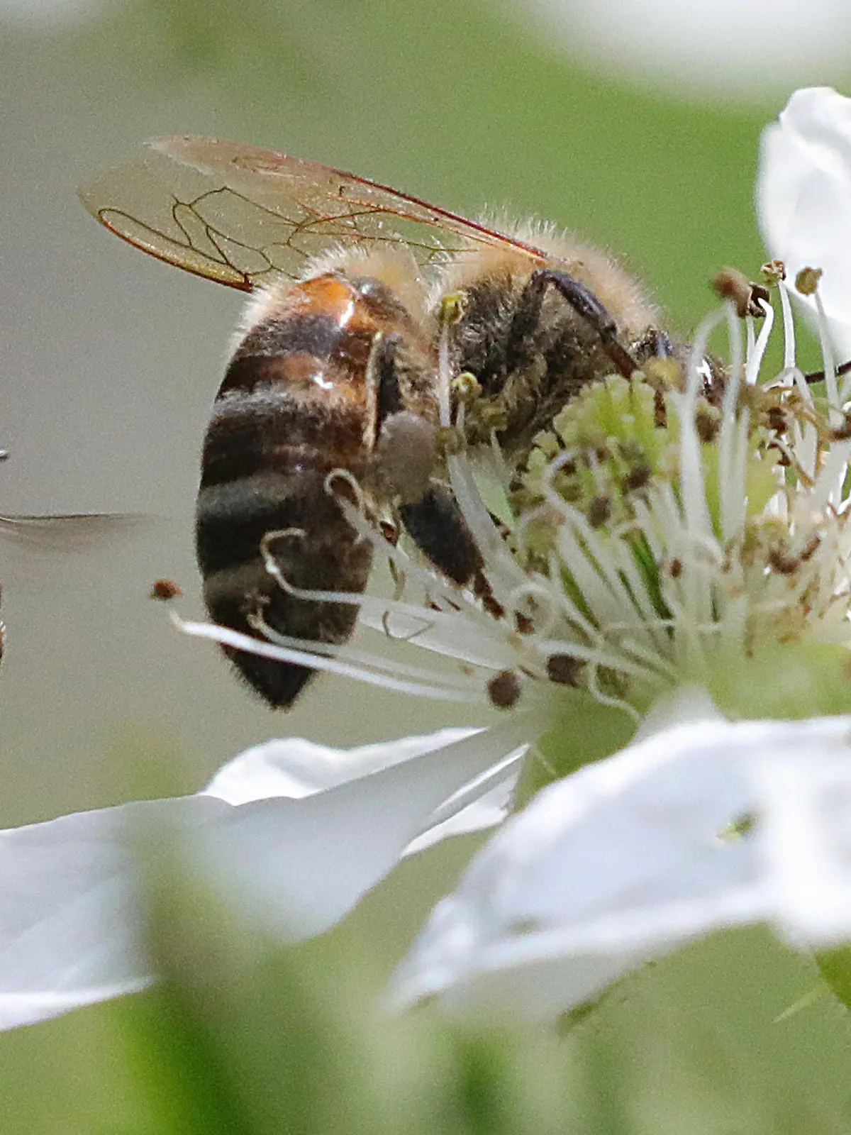 20.05.2018, Berlin: Eine Honigbiene sitzt am Weltbienentag auf einer Blüte eines Brombeerstrauches, sammelt Nektar, während hinter ihr eine Blutbiene vorbei fliegt. Etwa 870.000 Bienenvölker gibt es in Deutschland, die 25.000 Tonnen Hönig produzieren. Von einst 560 Bienarten in Deutschland ist heute die Hälfte bedroht oder ausgestorben. Die Tiere werden durch Viren oder Parasiten wie die Varroramilbe bedroht. Der Einsatz von Pestiziden, großflächige Monokulturen und mehrere sogenannte Neonikotinuide, sind u.a. für den Rückgang der Insekten verantwortlich. Foto: Wolfgang Kumm/dpa +++ dpa-Bildfunk +++