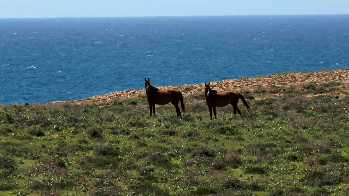 Zwei australische Wildpferde (Brumbies) an der Küste des Indischen Ozeans nördlich carnavon, Westaustralien, 2 wild horses, Brumbies, on a Coastal Plain near the Indian Ocean, Quobba, Western Australia | Verwendung weltweit