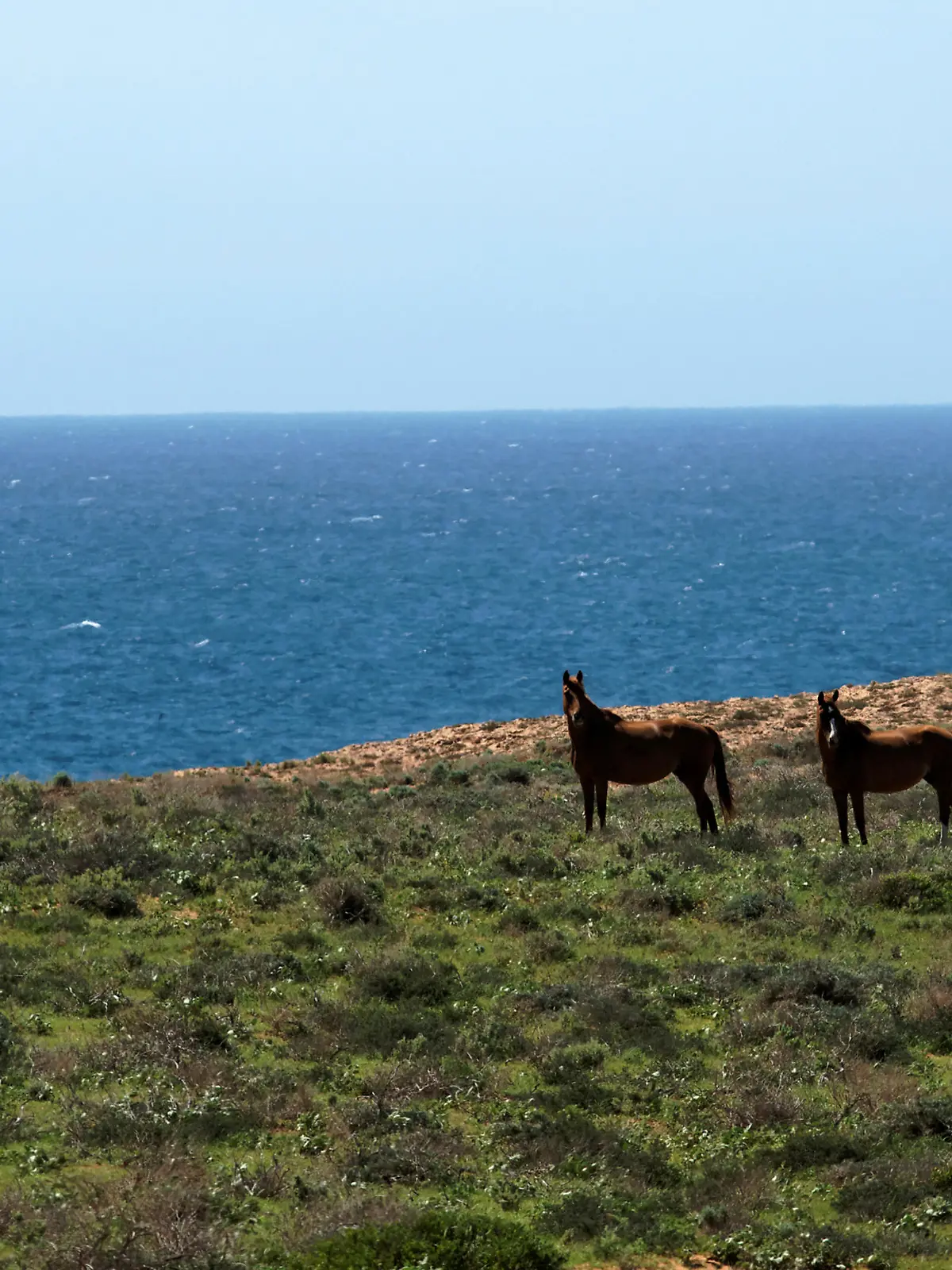 Zwei australische Wildpferde (Brumbies) an der Küste des Indischen Ozeans nördlich carnavon, Westaustralien, 2 wild horses, Brumbies, on a Coastal Plain near the Indian Ocean, Quobba, Western Australia | Verwendung weltweit