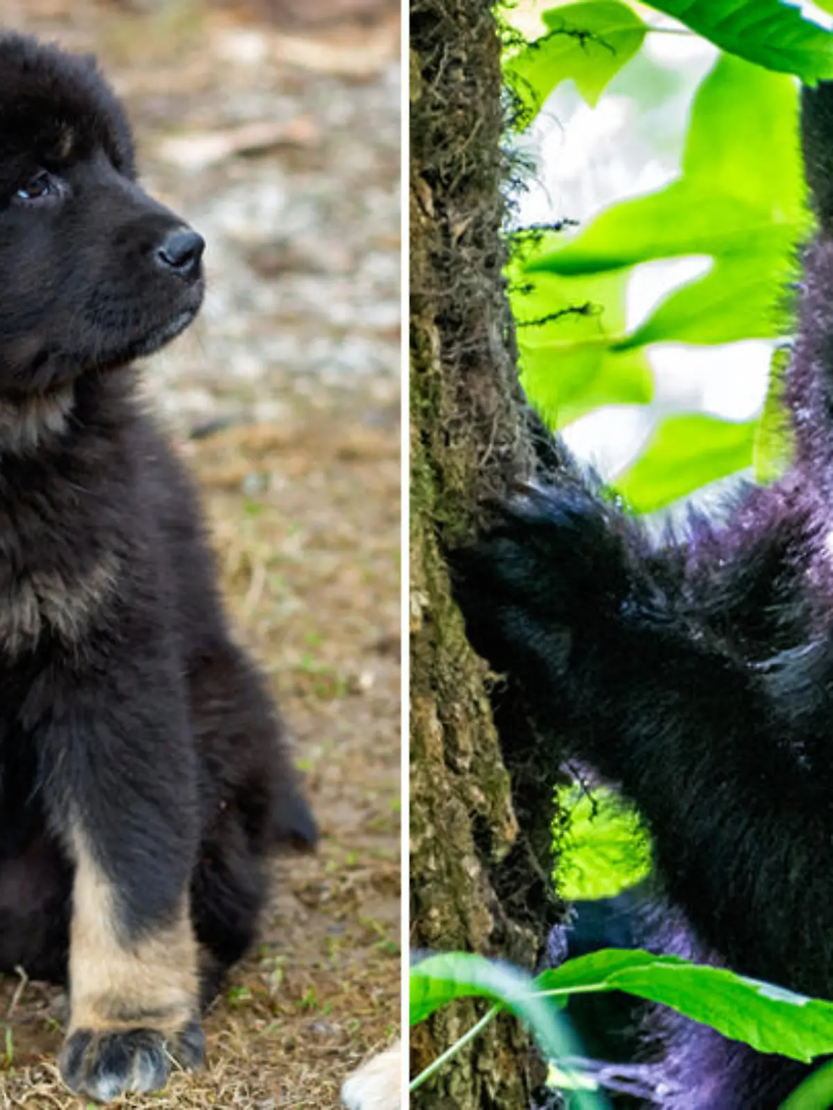Tibetanische Dogge als Welpe und Baby-Schwarzbär