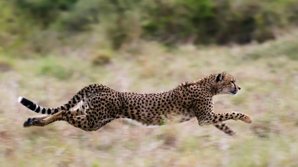 Gepard (Acinonyx jubatus), rennend in Savanne, schnellstes Landsaeugetier auf kurzen Distanzen, Kenia | cheetah (Acinonyx jubatus), running through savanna, fastest terrestrial mammal over short distances, Kenya | Verwendung weltweit