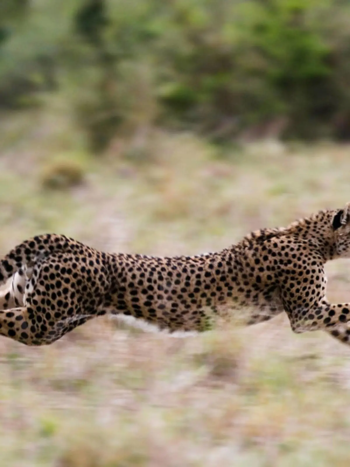 Gepard (Acinonyx jubatus), rennend in Savanne, schnellstes Landsaeugetier auf kurzen Distanzen, Kenia | cheetah (Acinonyx jubatus), running through savanna, fastest terrestrial mammal over short distances, Kenya | Verwendung weltweit