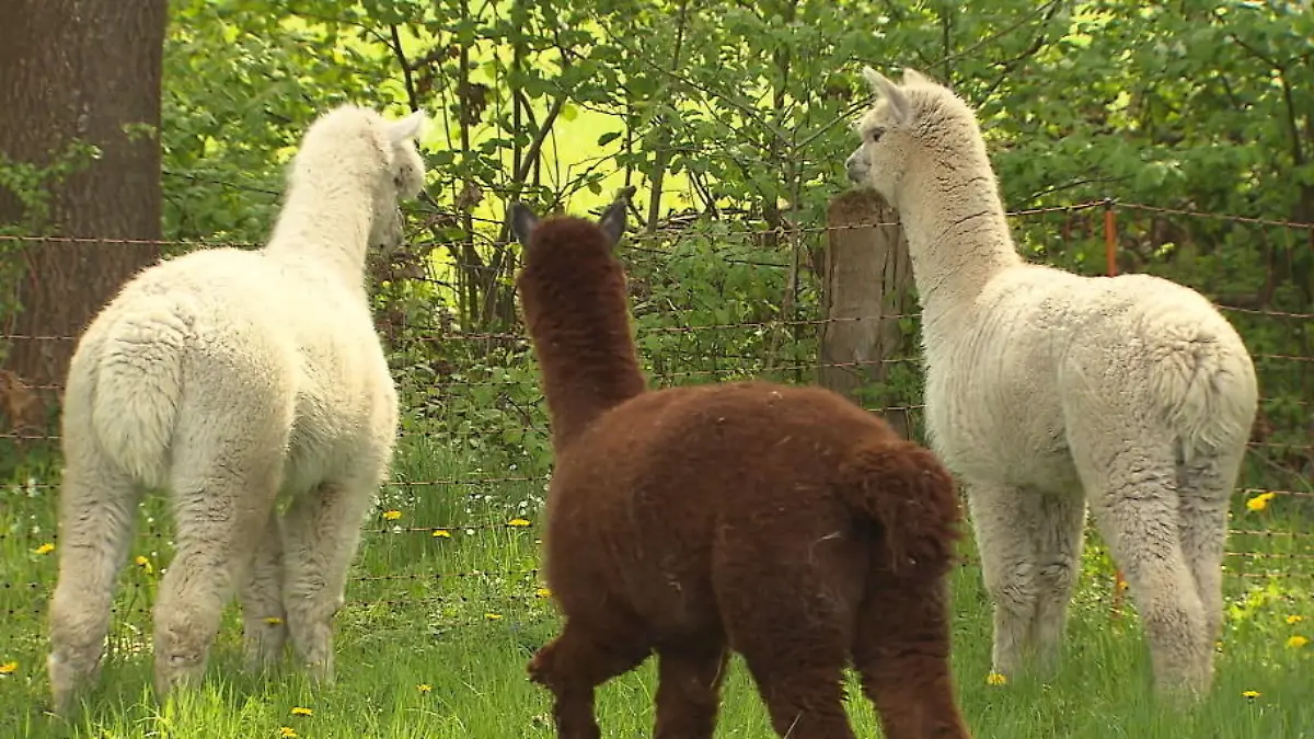 Diese Alpakas hüten Hühner Alpakas als persönliche Bodyguards