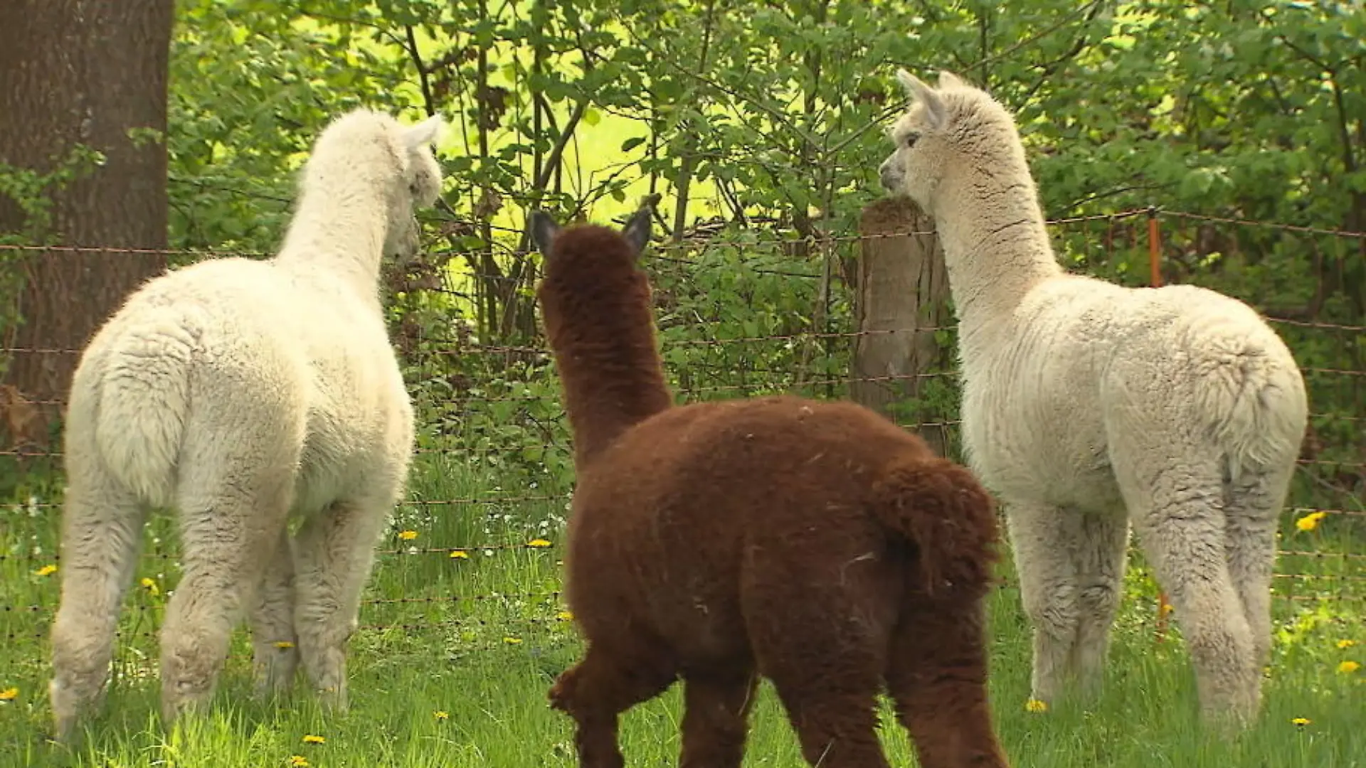 Diese Alpakas hüten Hühner Alpakas als persönliche Bodyguards