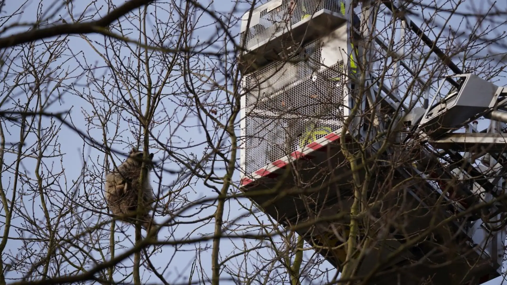 Waschbärenrettung in Bleckede im Kreis Lüneburg am 9.2.2023.