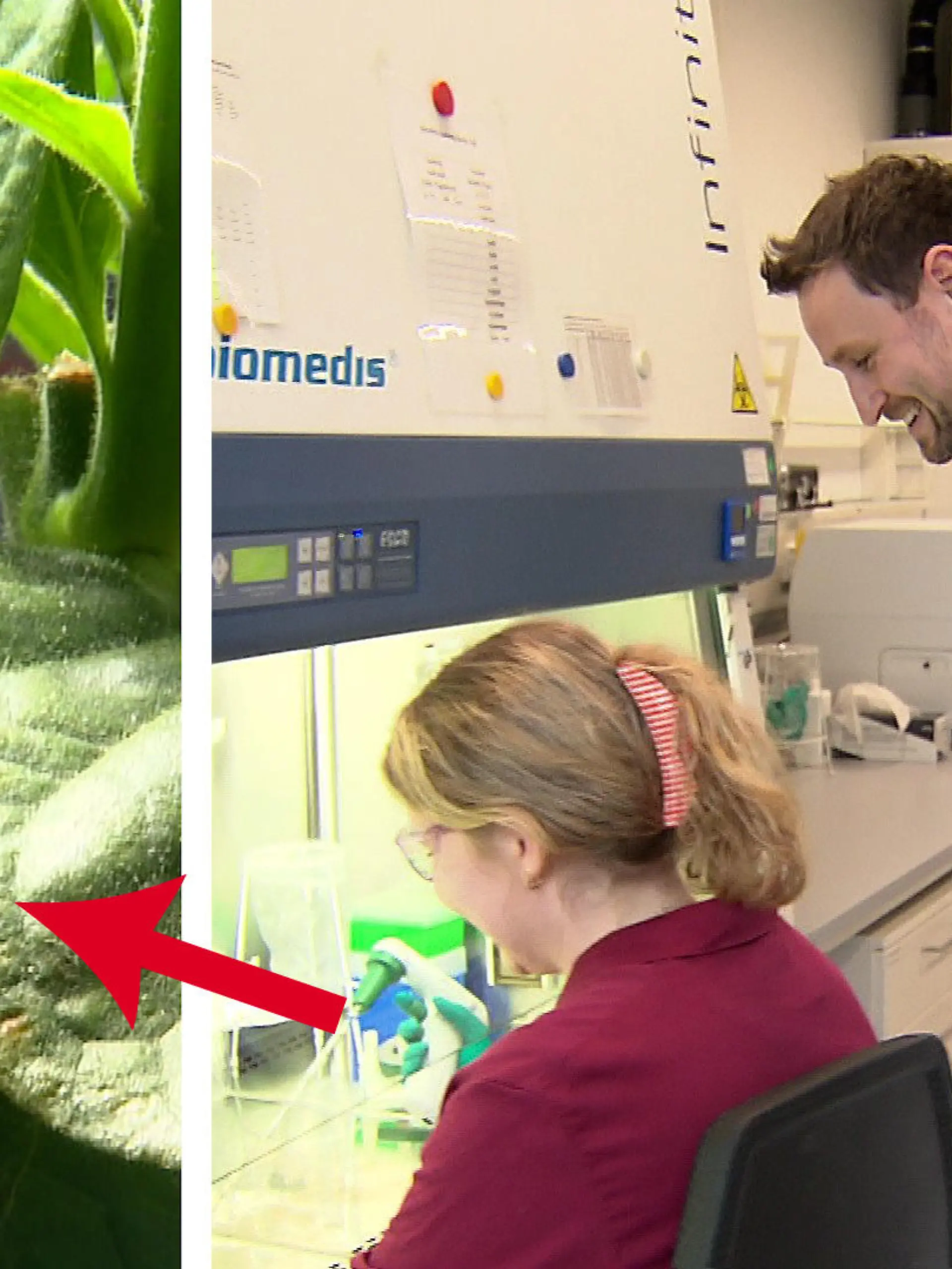 Sie krabbeln, kriechen, sind klein, grün und irgendwann fliegen sie davon: Insektenlarven. Doch sie können mehr als das: Molekularbiologe Dr. Anton Windfelder von der Justus-Liebig-Universität Gießen hat die Tierversuche an Ratten und Mäusen schon lange satt, deswegen entscheidet er sich für die Forschung am Tabakschwärmer einer äußerst nützlichen Larve. Ob wir durch diese Insekten bald schon chronische Krankheiten heilen können – im Video.