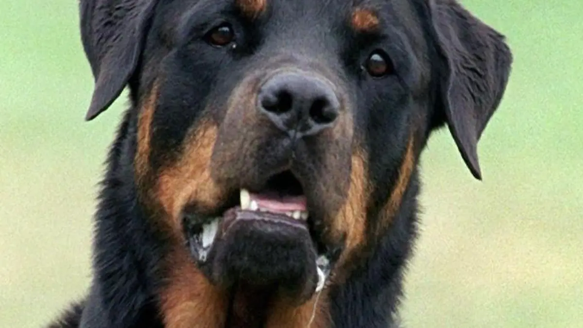 Rottweiler-Beißattacke verletzte 2015 eine Zweijährige lebensgefährlich. Foto: Bernd Thissen/Archiv