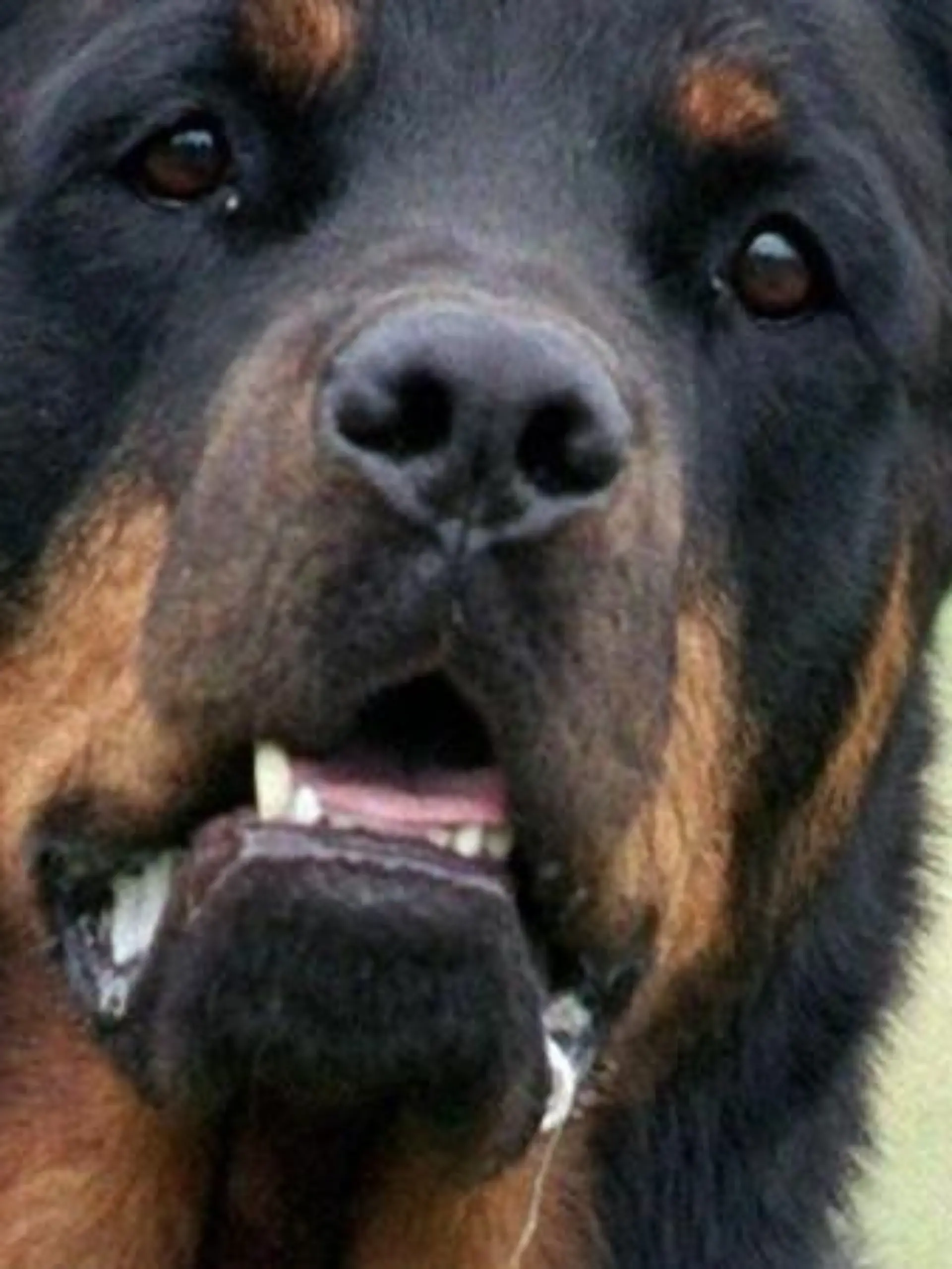 Rottweiler-Beißattacke verletzte 2015 eine Zweijährige lebensgefährlich. Foto: Bernd Thissen/Archiv