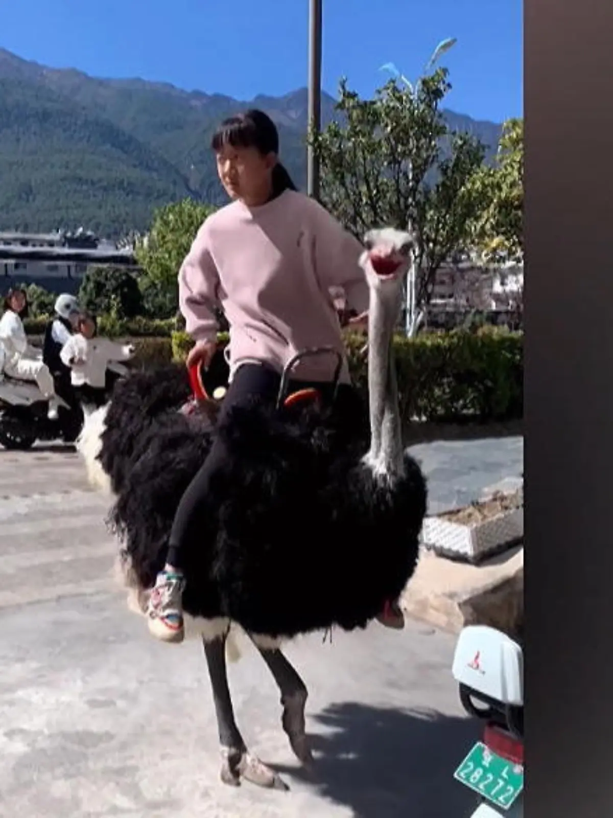Einen Strauß als Untersetzer hat definitiv nicht jeder. Ein 6-jähriges Mädchen in China scheint öfter auf dem Vogel in die Schule zu reiten. Das sorgt definitiv für Aufsehen.