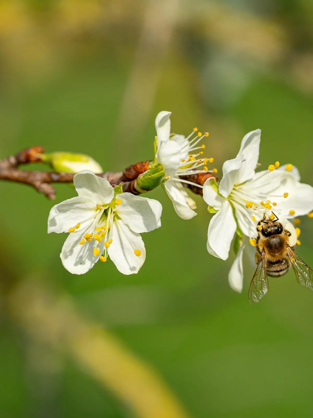 Die ersten Obstblüten im März und April sind heiß begehrt von Hummeln, Bienen und anderen Insektenarten. Vor allem die nektarsammelnden Honigbienen tragen mit ihren prall gefüllten Pollentaschen zur Befruchtung unseres Obstes bei.