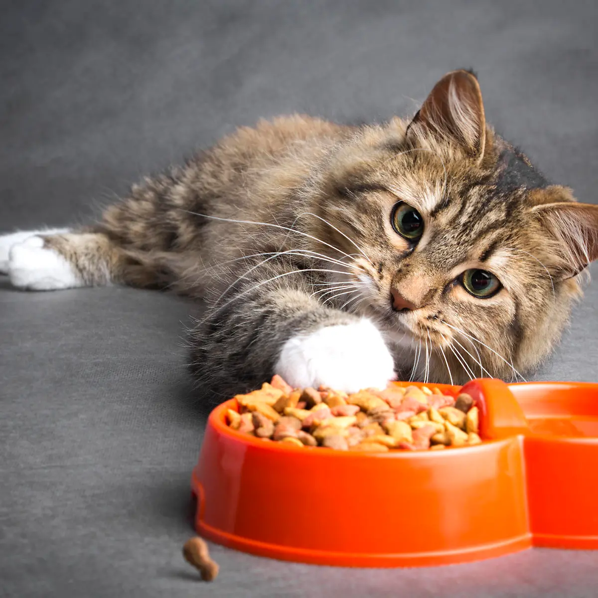 Stiftung Warentest Katzenfutter: Gutes Trockenfutter muss nicht teuer sein